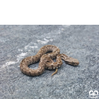 گونه مار افعی لطیفی Latifi’s Viper